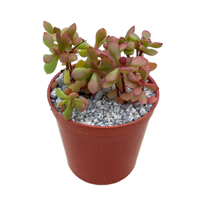 Crassula pubescens ssp. radicans