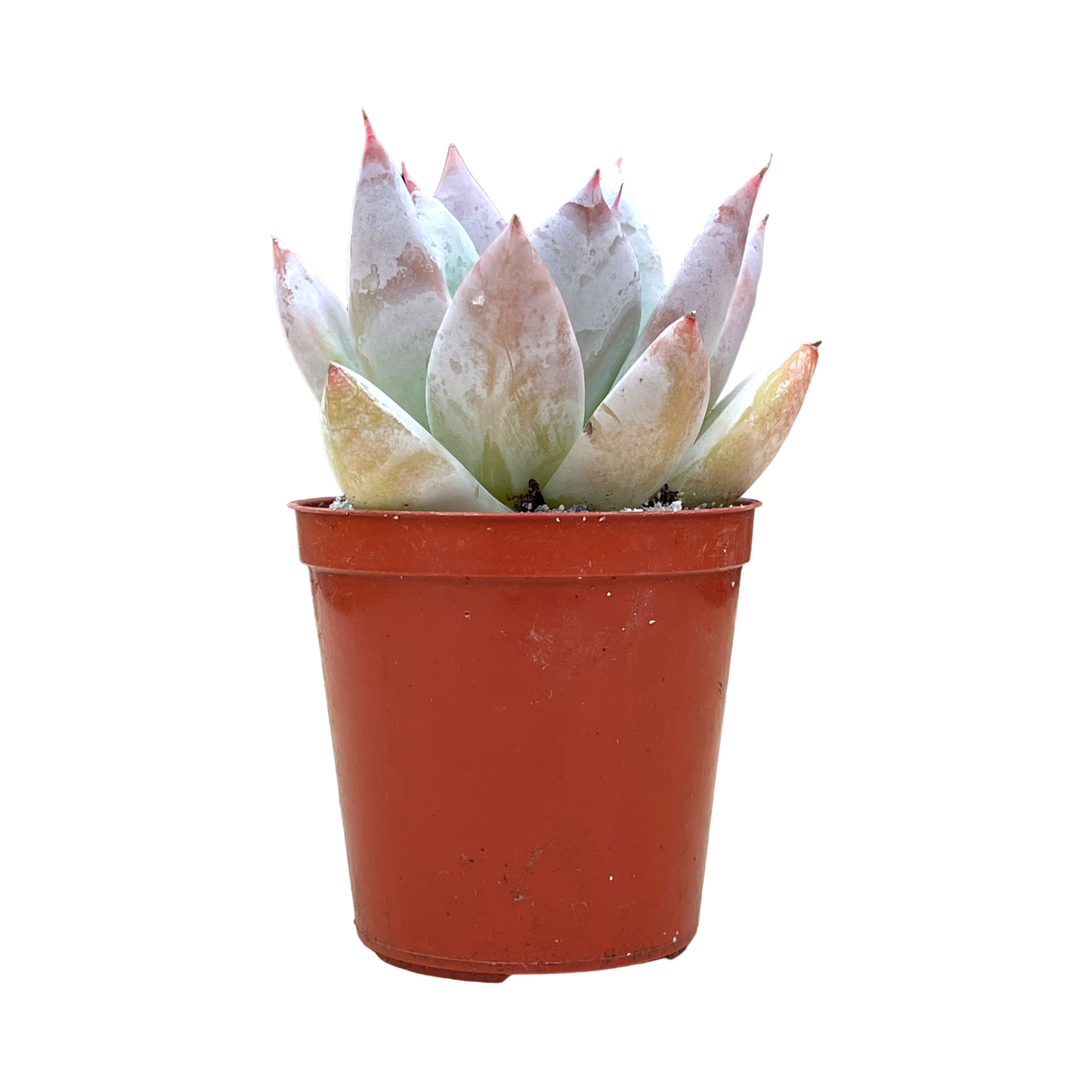 Echeveria 'Mexican Giant'