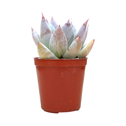 Echeveria 'Mexican Giant'