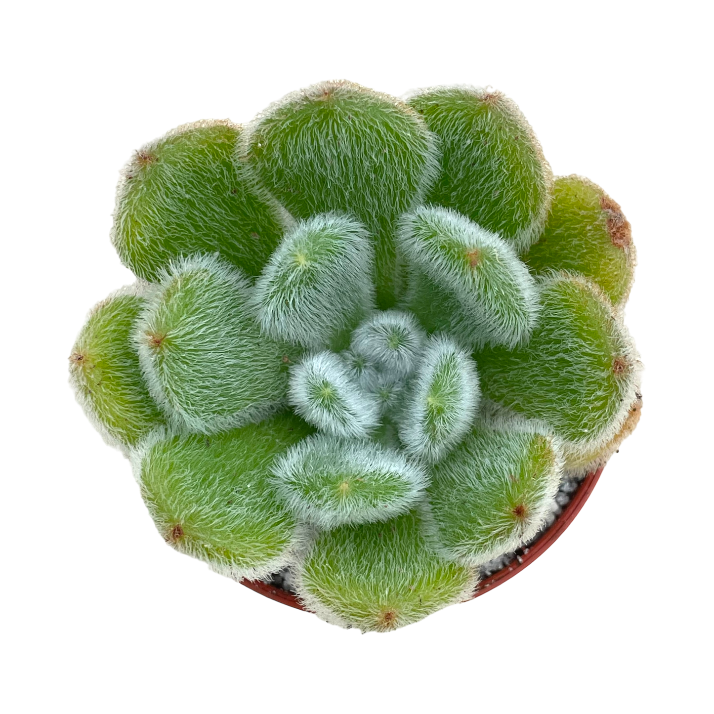 Echeveria 'Bombycina'