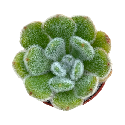 Echeveria 'Bombycina'