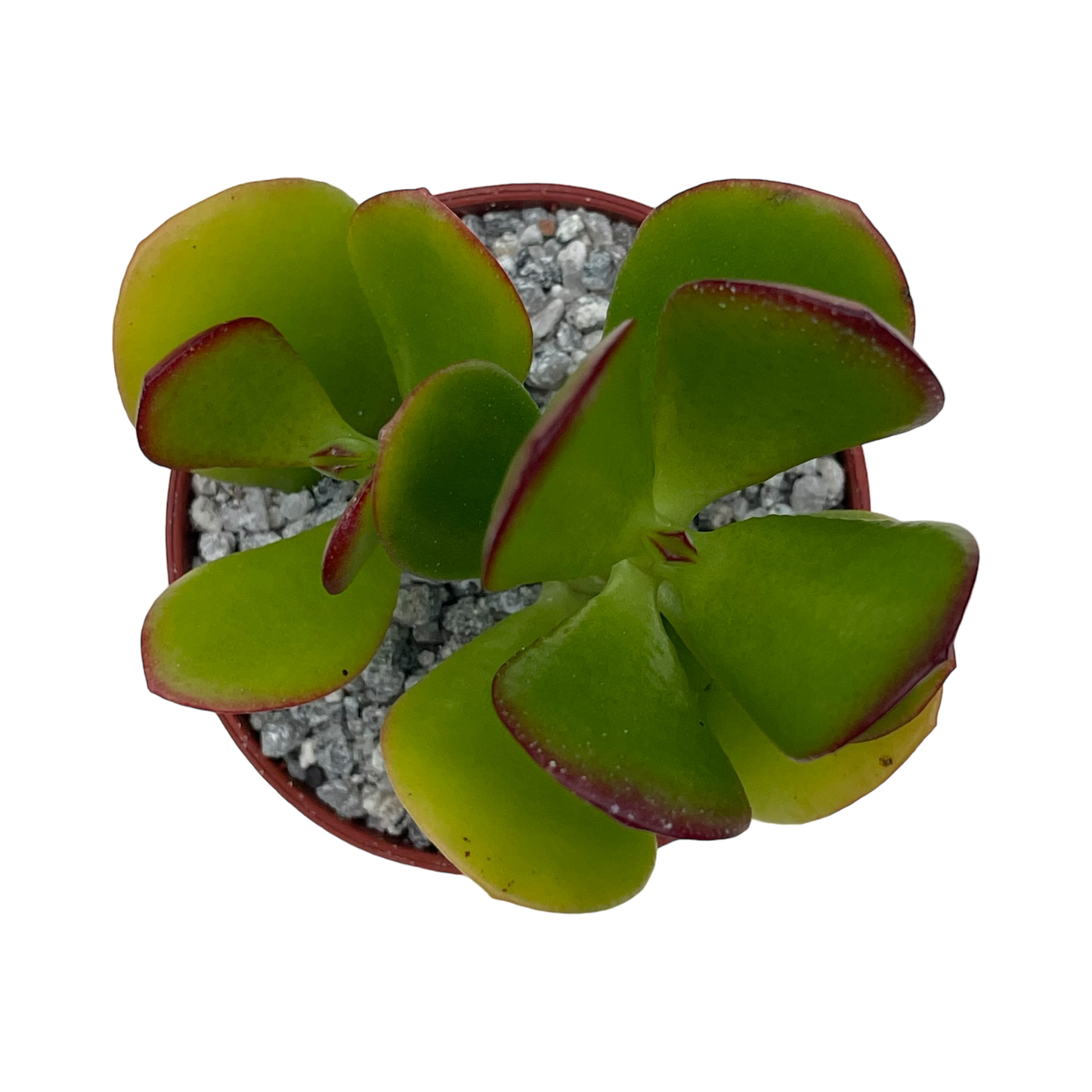 Crassula ovata 'Jade Plant'