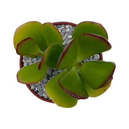 Crassula ovata 'Jade Plant'