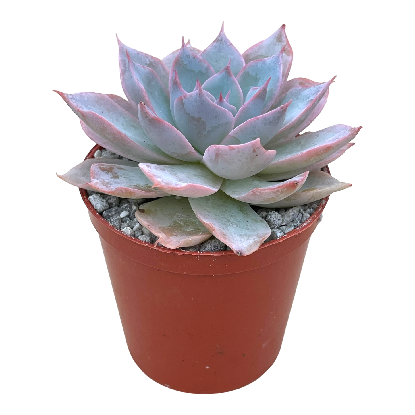 Echeveria subsessilis