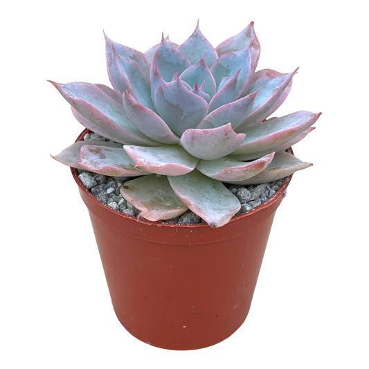 Echeveria subsessilis