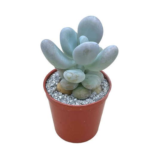 Pachyphytum bracteosum