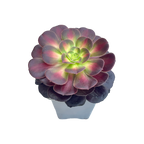 Aeonium 'Kilimanjaro'