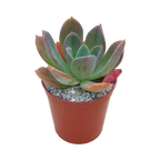 Echeveria 'Blue Prince'