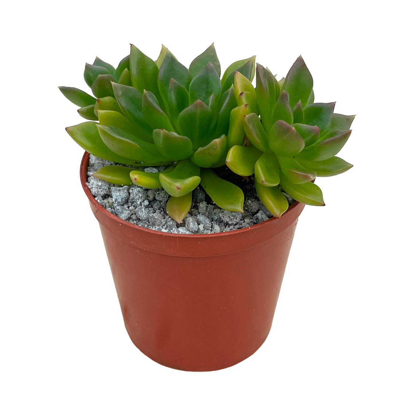 Echeveria 'Telstar'