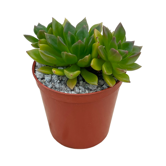 Echeveria 'Telstar'