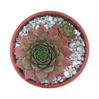 Sempervivum 'Tickled Pink'