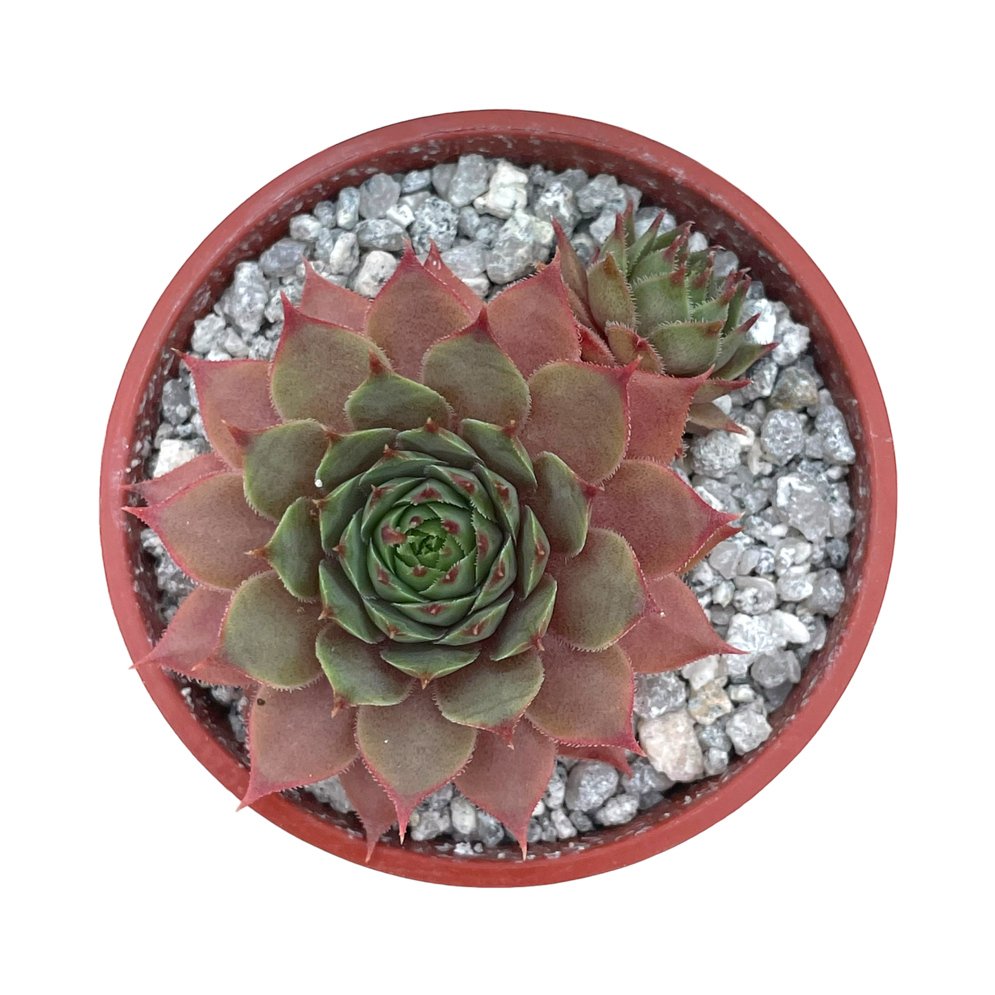 Sempervivum 'Tickled Pink'