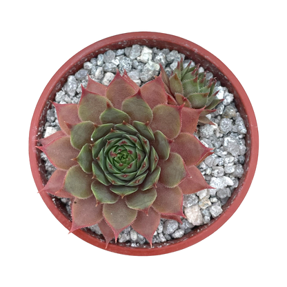 Sempervivum 'Tickled Pink'