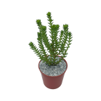 Crassula ericoides