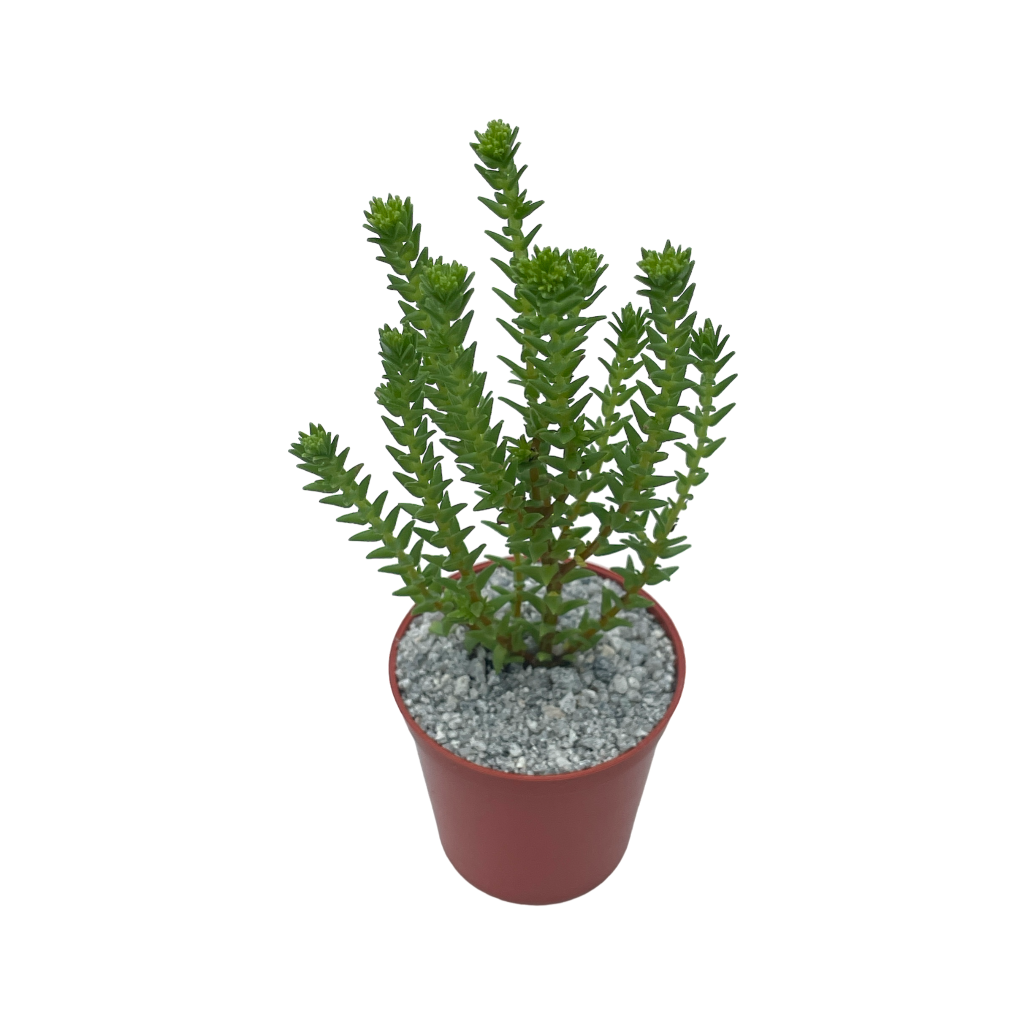 Crassula ericoides