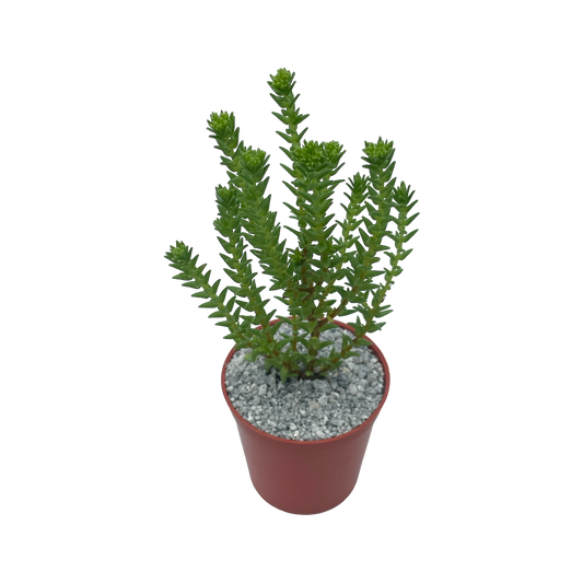 Crassula ericoides