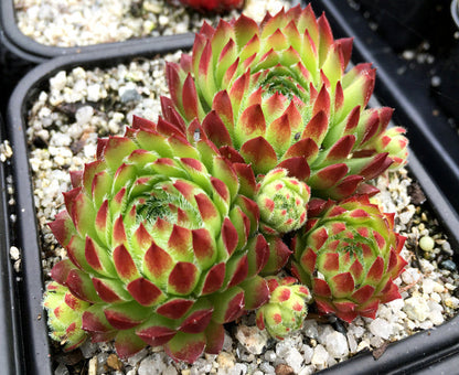 Sempervivum ingwersenii