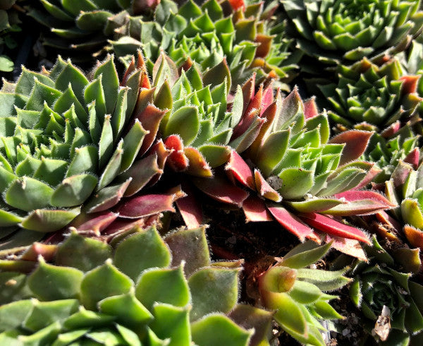 Sempervivum 'Irazu'