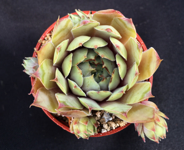 Sempervivum 'Ivory'