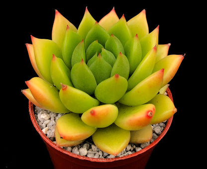 Echeveria agavoides 'Jade Galaxy'