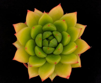 Echeveria agavoides 'Jade Galaxy'