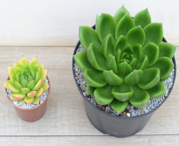 Echeveria agavoides 'Jade Galaxy'