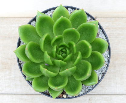 Echeveria agavoides 'Jade Galaxy'