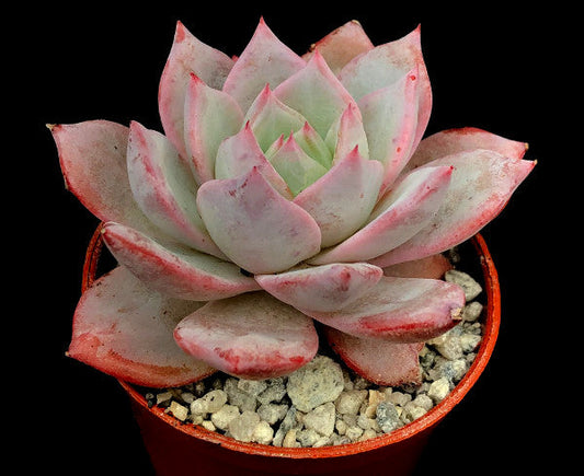 Echeveria colorata 'John Catlin'