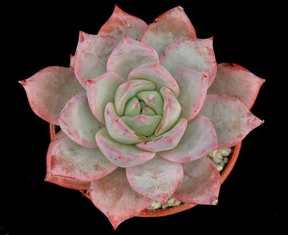 Echeveria colorata 'John Catlin'