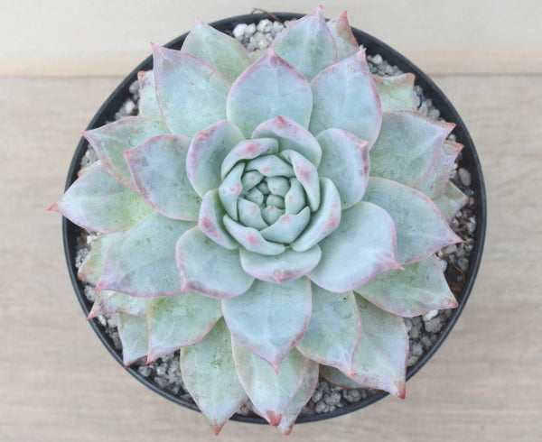 Echeveria colorata 'John Catlin'