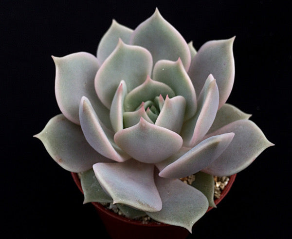 Echeveria jovibar