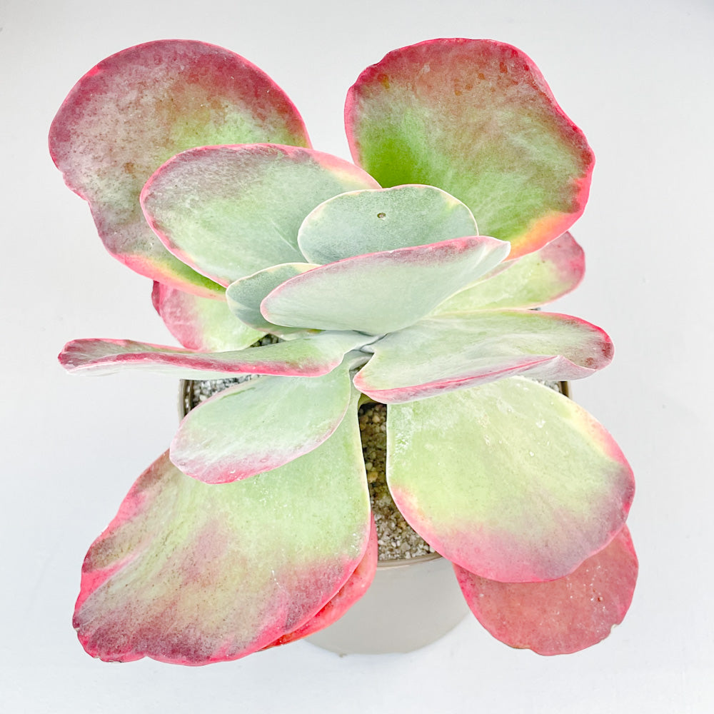 Kalanchoe luciae 'Fantastic' variegated