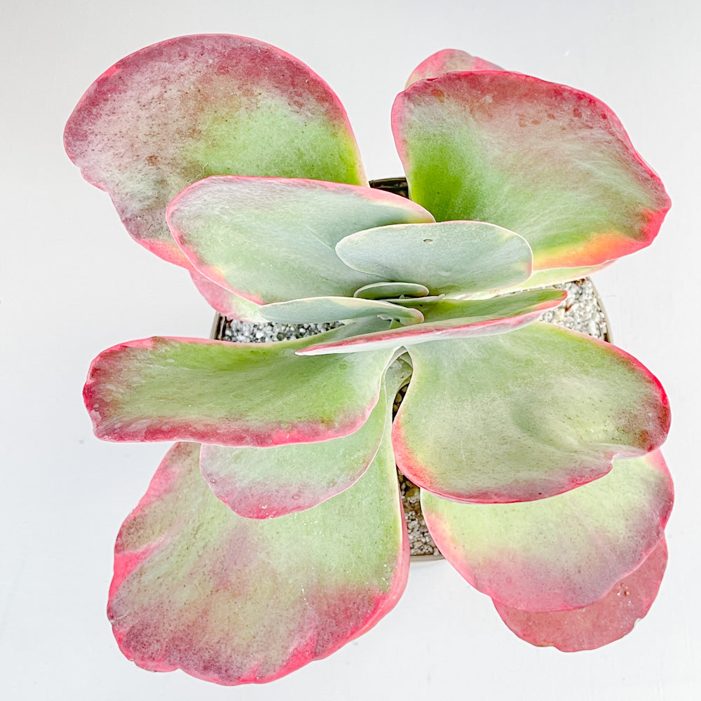 Kalanchoe luciae 'Fantastic' variegated