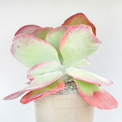 Kalanchoe luciae 'Fantastic' variegated