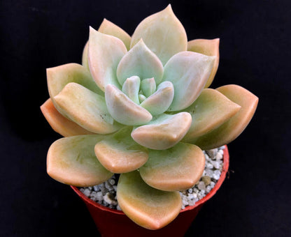 x Graptoveria 'Koala'