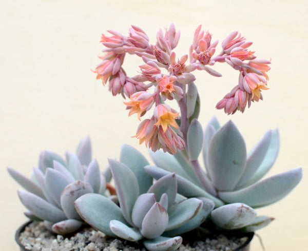 Graptopetalum 'Korayrochi'