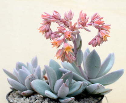 Graptopetalum 'Korayrochi'