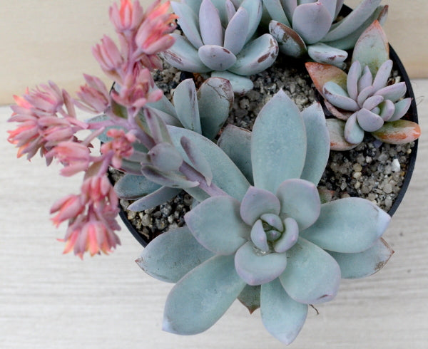 Graptopetalum 'Korayrochi'