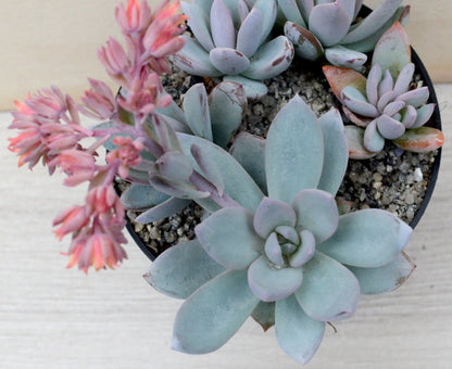 Graptopetalum 'Korayrochi'