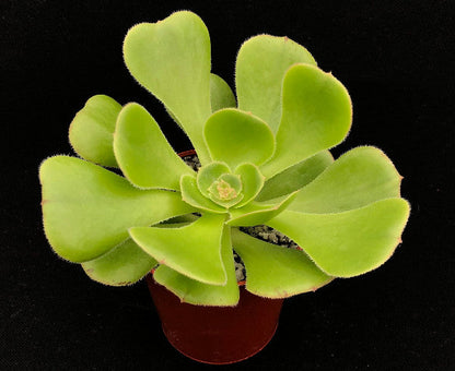 Aeonium korneliuslemsii