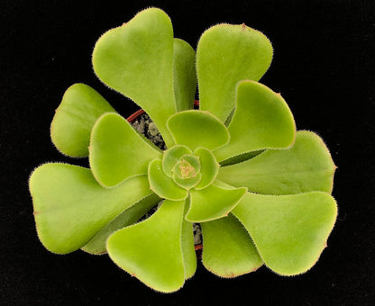 Aeonium korneliuslemsii