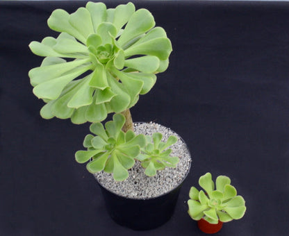 Aeonium korneliuslemsii