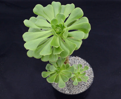 Aeonium korneliuslemsii