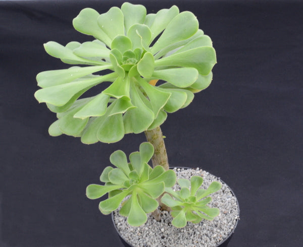 Aeonium korneliuslemsii