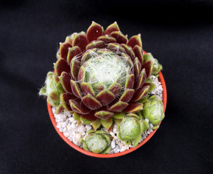 Sempervivum 'Kramer's Spinrad'