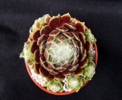 Sempervivum 'Kramer's Spinrad'