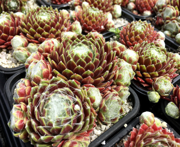 Sempervivum 'Kramer's Spinrad'