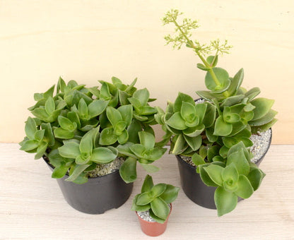 Crassula lactea