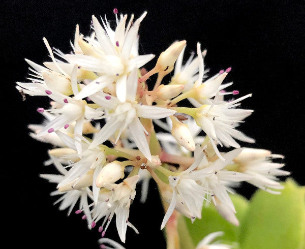 Crassula lactea