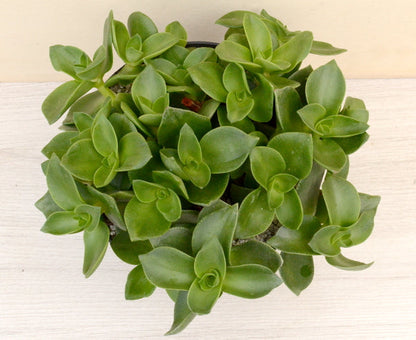 Crassula lactea